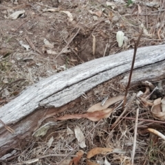 Papyrius nitidus (Shining Coconut Ant) at O'Malley, ACT - 9 Oct 2018 by Mike