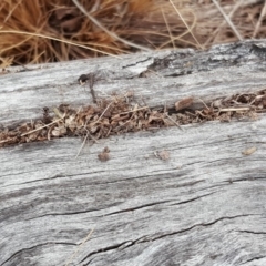 Papyrius nitidus at O'Malley, ACT - suppressed