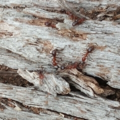 Papyrius nitidus (Shining Coconut Ant) at O'Malley, ACT - 9 Oct 2018 by Mike