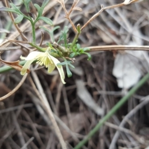 Clematis leptophylla at O'Malley, ACT - 9 Oct 2018 04:33 PM