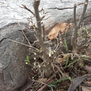 Celtis australis at O'Malley, ACT - 9 Oct 2018 03:24 PM