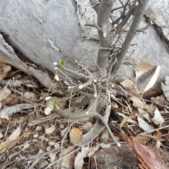 Celtis australis at O'Malley, ACT - 9 Oct 2018 03:24 PM