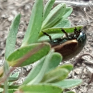 Chrysolina quadrigemina at O'Malley, ACT - 9 Oct 2018