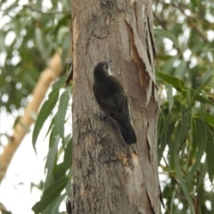 Cormobates leucophaea (White-throated Treecreeper) at Tharwa, ACT - 21 Apr 2018 by YumiCallaway