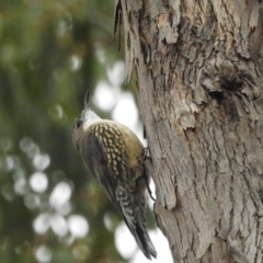 Cormobates leucophaea at Tharwa, ACT - 22 Apr 2018