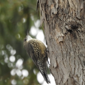 Cormobates leucophaea at Tharwa, ACT - 22 Apr 2018