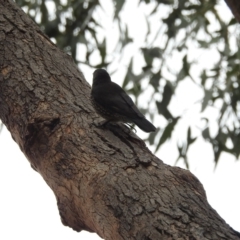 Cormobates leucophaea at Tharwa, ACT - 22 Apr 2018