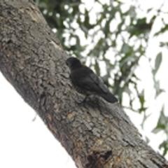 Cormobates leucophaea at Tharwa, ACT - 22 Apr 2018