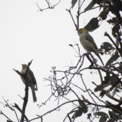 Ptilotula penicillata (White-plumed Honeyeater) at Tennent, ACT - 21 Apr 2018 by YumiCallaway