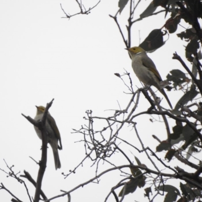 Ptilotula penicillata (White-plumed Honeyeater) at Tennent, ACT - 22 Apr 2018 by YumiCallaway