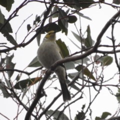 Ptilotula penicillata at Tennent, ACT - 22 Apr 2018