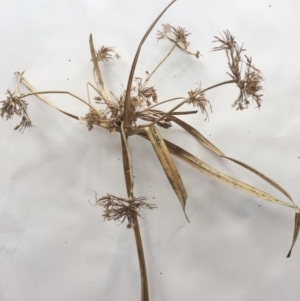 Cyperus eragrostis at Yarralumla, ACT - 5 Oct 2018 11:00 AM