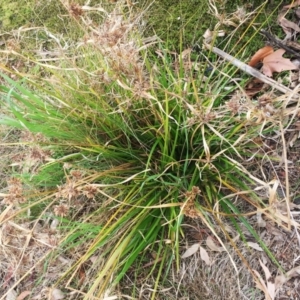 Cyperus eragrostis at Yarralumla, ACT - 5 Oct 2018 11:00 AM