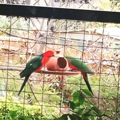 Alisterus scapularis (Australian King-Parrot) at Hughes, ACT - 9 Oct 2018 by ruthkerruish