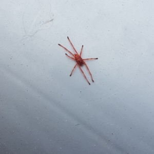 Rainbowia sp. (genus) at Charnwood, ACT - 9 Oct 2018 11:55 AM
