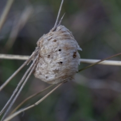 Mantidae - egg case (family) (Egg case of praying mantis) at Murrumbateman, NSW - 9 Oct 2018 by SallyandPeter