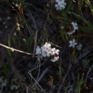 Leucopogon virgatus at Murrumbateman, NSW - 9 Oct 2018 06:19 PM