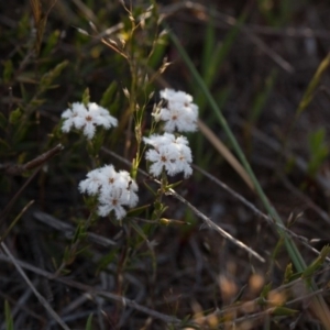 Leucopogon virgatus at Murrumbateman, NSW - 9 Oct 2018 06:19 PM