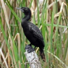 Phalacrocorax sulcirostris (Little Black Cormorant) at Fyshwick, ACT - 9 Oct 2018 by RodDeb