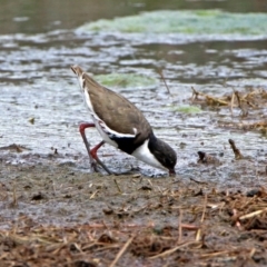 Erythrogonys cinctus (Red-kneed Dotterel) at Fyshwick, ACT - 9 Oct 2018 by RodDeb