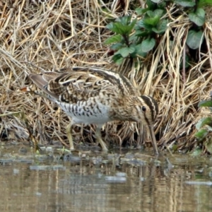 Gallinago hardwickii at Fyshwick, ACT - 9 Oct 2018