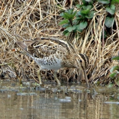 Gallinago hardwickii (Latham's Snipe) at Fyshwick, ACT - 9 Oct 2018 by RodDeb