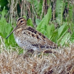 Gallinago hardwickii at Fyshwick, ACT - 9 Oct 2018 02:17 PM