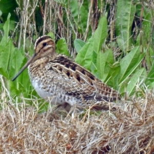 Gallinago hardwickii at Fyshwick, ACT - 9 Oct 2018