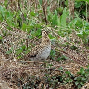 Gallinago hardwickii at Fyshwick, ACT - 9 Oct 2018 02:17 PM