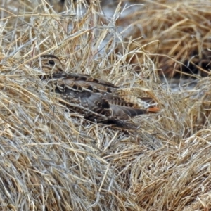 Gallinago hardwickii at Fyshwick, ACT - 9 Oct 2018 02:17 PM