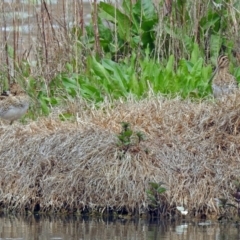 Gallinago hardwickii at Fyshwick, ACT - 9 Oct 2018 02:17 PM