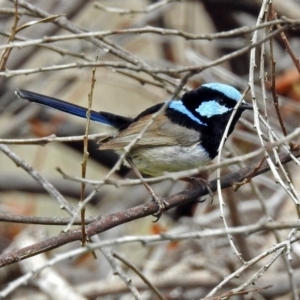 Malurus cyaneus at Fyshwick, ACT - 9 Oct 2018 01:17 PM