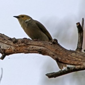 Ptilotula penicillata at Fyshwick, ACT - 9 Oct 2018