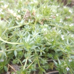 Sherardia arvensis (Field Madder) at Amaroo, ACT - 8 Oct 2018 by MichaelMulvaney