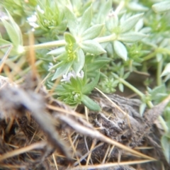 Sherardia arvensis at Amaroo, ACT - 9 Oct 2018 09:51 AM