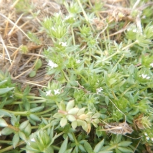 Sherardia arvensis at Amaroo, ACT - 9 Oct 2018 09:51 AM