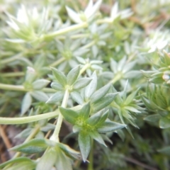 Sherardia arvensis at Amaroo, ACT - 9 Oct 2018 09:51 AM