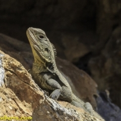 Intellagama lesueurii howittii (Gippsland Water Dragon) at Googong Foreshore - 9 Oct 2018 by BIrdsinCanberra