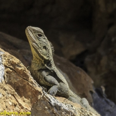 Intellagama lesueurii howittii (Gippsland Water Dragon) at Burra, NSW - 9 Oct 2018 by JonSteinbeck