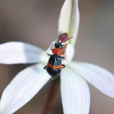 Dicranolaius cinctus (Notched-leg Red & Blue Flower Beetle) at Hackett, ACT - 7 Oct 2018 by David