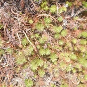 Myriophyllum sp. at Amaroo, ACT - 9 Oct 2018