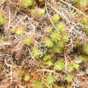 Myriophyllum sp. at Amaroo, ACT - 9 Oct 2018