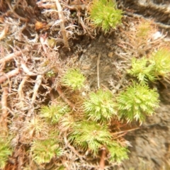 Myriophyllum sp. at Amaroo, ACT - 9 Oct 2018