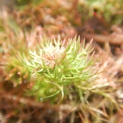 Myriophyllum sp. at Amaroo, ACT - 9 Oct 2018