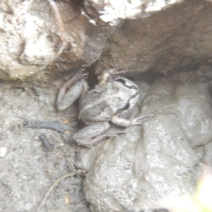 Litoria verreauxii verreauxii at Amaroo, ACT - 9 Oct 2018