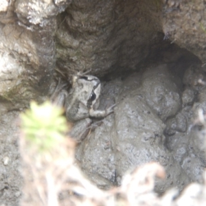 Litoria verreauxii verreauxii at Amaroo, ACT - 9 Oct 2018