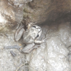 Litoria verreauxii verreauxii at Amaroo, ACT - 9 Oct 2018