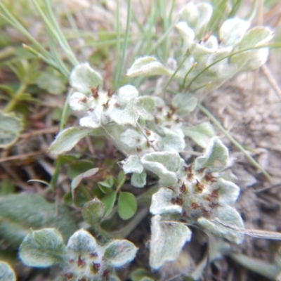 Stuartina muelleri (Spoon Cudweed) at Amaroo, ACT - 8 Oct 2018 by MichaelMulvaney