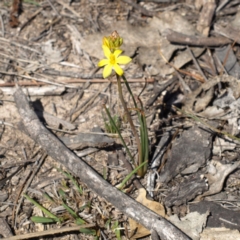 Bulbine bulbosa (Golden Lily, Bulbine Lily) at Kambah, ACT - 7 Oct 2018 by MatthewFrawley