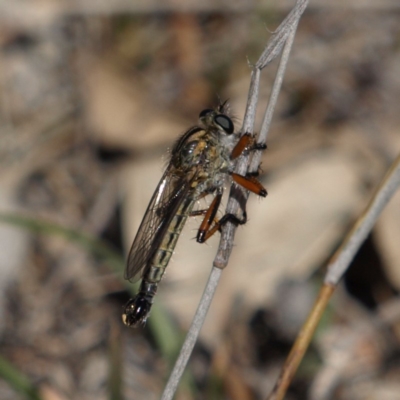 Asiola fasciata (A robber fly) at Kambah, ACT - 7 Oct 2018 by MatthewFrawley